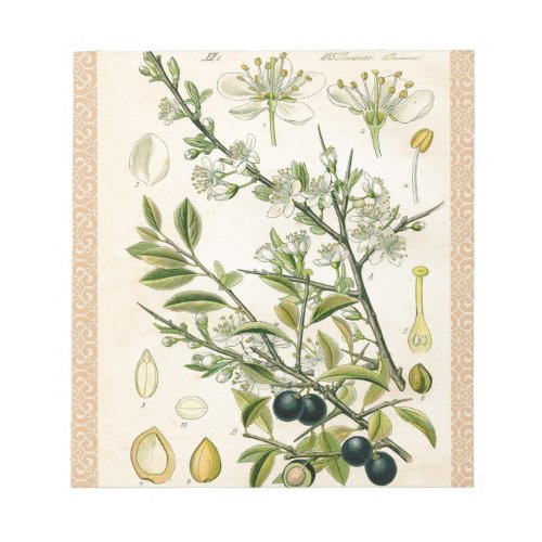 Antique Blackthorn Botanical Print Flower Berry Notepad