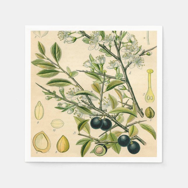 Antique Blackthorn Botanical Print Flower Berry Paper Napkins (Front)