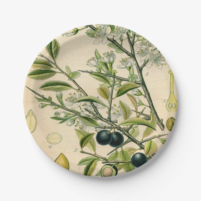 Antique Blackthorn Botanical Print Flower Berry Paper Plates (Front)