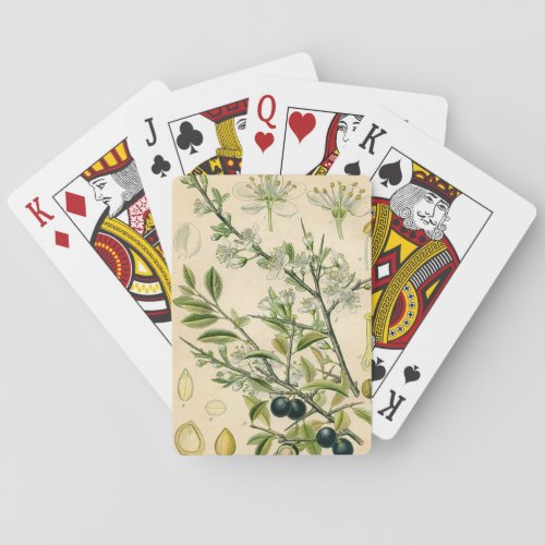 Antique Blackthorn Botanical Print Flower Berry Poker Cards