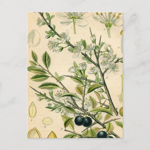 Antique Blackthorn Botanical Print Flower Berry Postcard