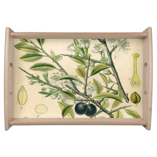 Antique Blackthorn Botanical Print Flower Berry Serving Tray