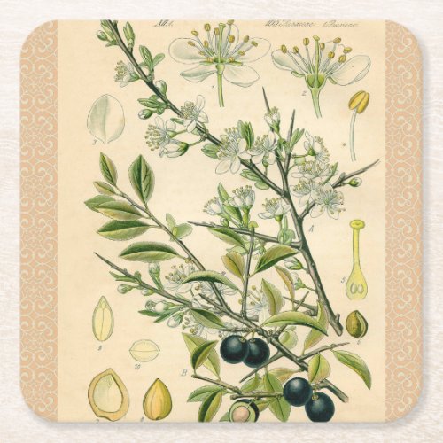 Antique Blackthorn Botanical Print Flower Berry Square Paper Coaster