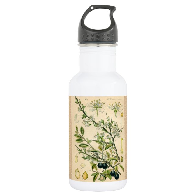 Antique Blackthorn Botanical Print Flower Berry Stainless Steel Water Bottle (Front)