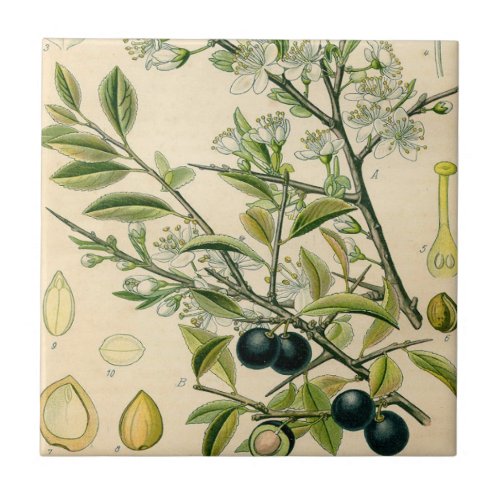 Antique Blackthorn Botanical Print Flower Berry Tile