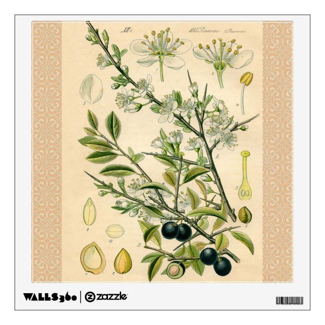 Antique Blackthorn Botanical Print Flower Berry Wall Sticker (Front)