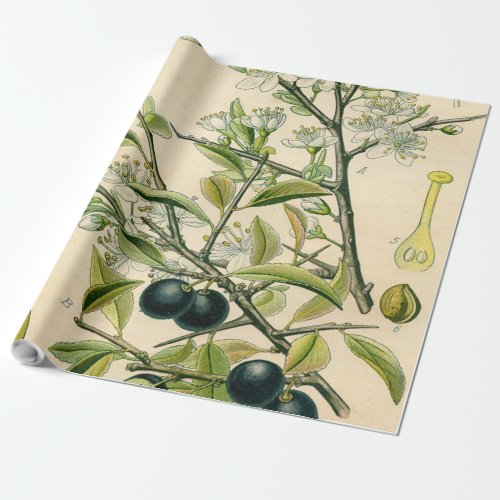 Antique Blackthorn Botanical Print Flower Berry Wrapping Paper