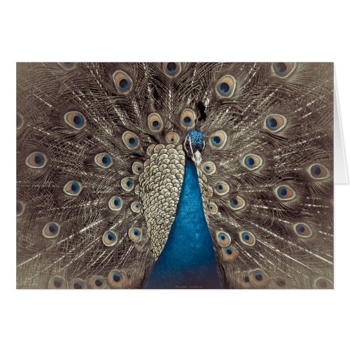 Antique Blue Peacock