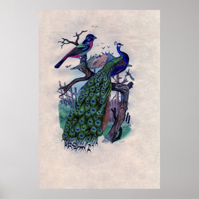 Antique Blue Peacock French Poster Print (Front)