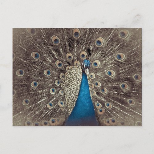 Antique Blue Peacock Postcard