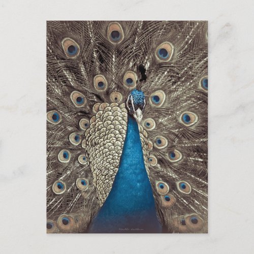 Antique Blue Peacock Postcard