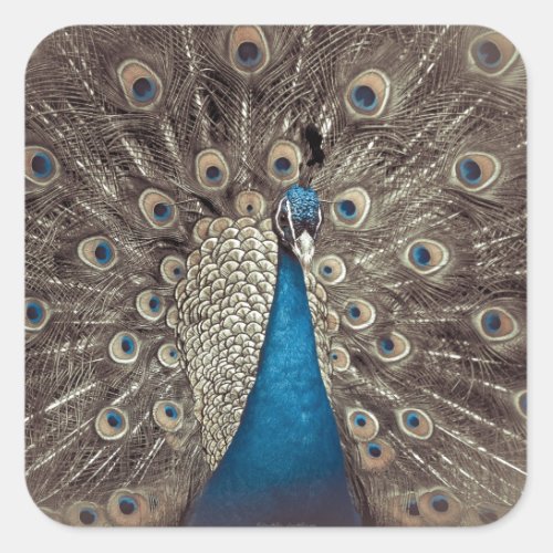 Antique Blue Peacock Square Sticker