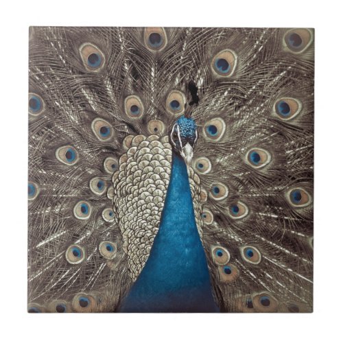 Antique Blue Peacock Tile