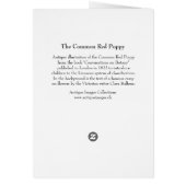 Antique Botanical Illustration Bright Red Poppy (Back)