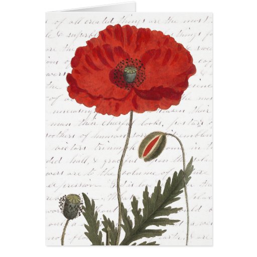 Antique Botanical Illustration Bright Red Poppy Card | Zazzle