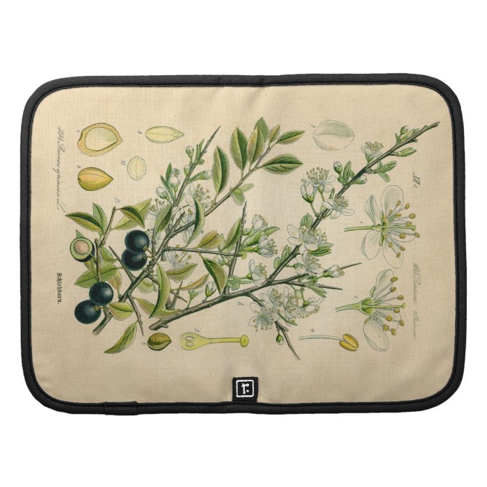 Antique Botanical Print   Blackthorn Organizers