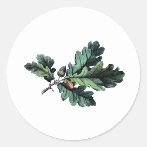 Antique Botanical Print Oak Leaves  Acorns Classic Round Sticker