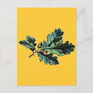 Antique Botanical Print Oak Leaves & Acorns Postcard