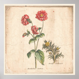 Antique Botanical Print Poster Bachelors Buttons