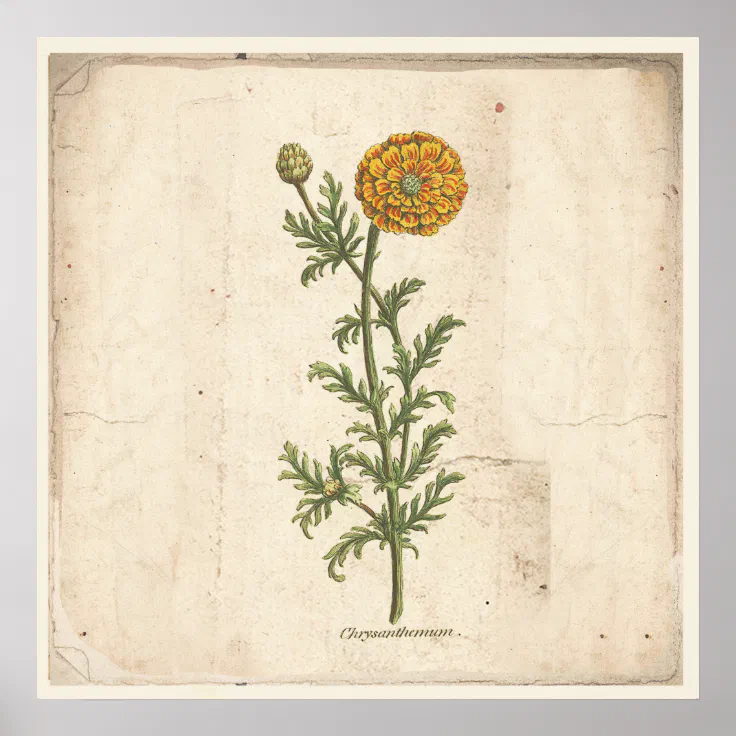 Antique Botanical Print Poster Chrysanthemum | Zazzle