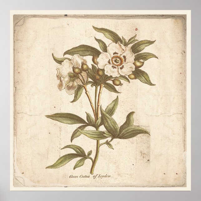 Antique Botanical Print Poster Cistus, Rock Rose (Front)