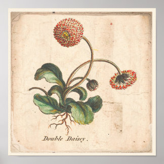 Antique Botanical Print Poster Double Daisy