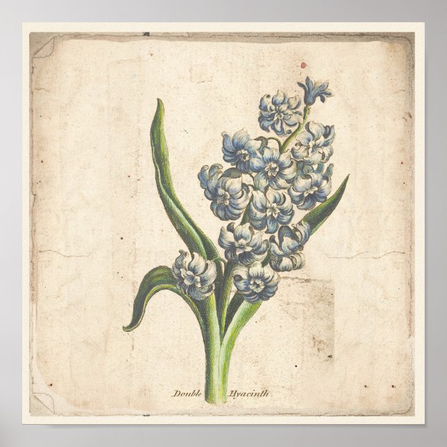 Antique Botanical Print Poster Hyacinth Blooms (Front)