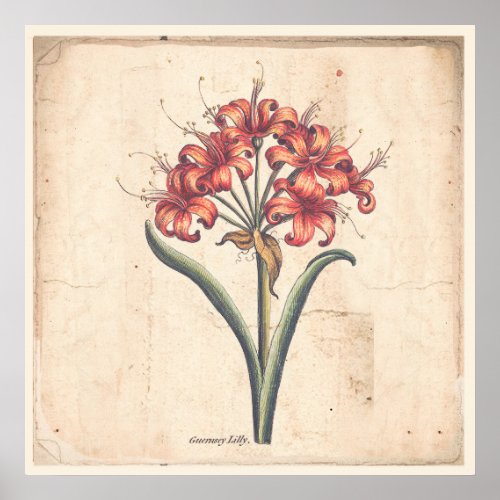 Antique Botanical Print Poster Red Guernsey Lily