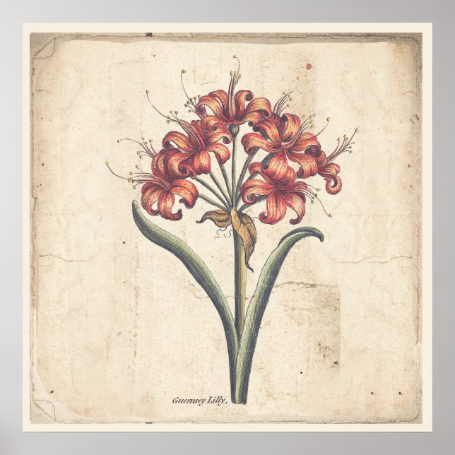 Antique Botanical Print Poster Red Guernsey Lily (Front)