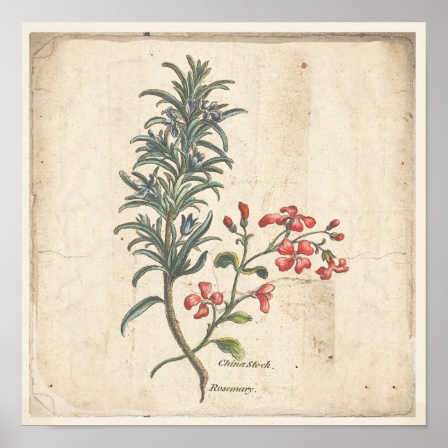 Antique Botanical Print Poster Rosemary Herb (Front)