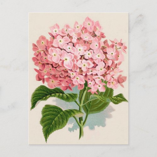 Antique Botanical Romantic Pink Hydrangea Postcard