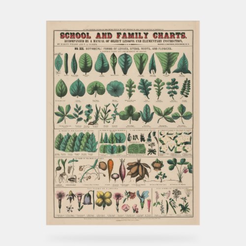 Antique Botanical School Chart Vintage Nature