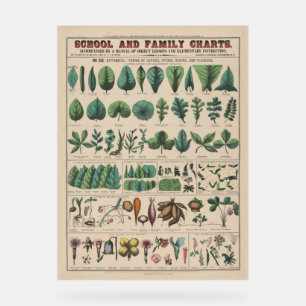 Antique Botanical School Chart Vintage Nature