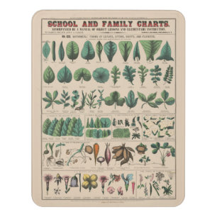 Antique Botanical School Chart Vintage Nature Door Sign