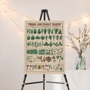 Antique Botanical School Chart Vintage Nature Foam Board