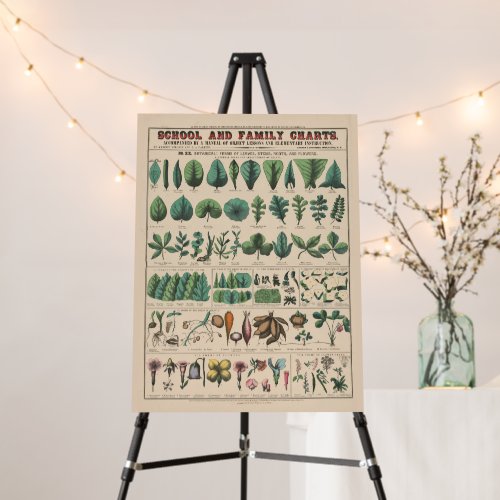 Antique Botanical School Chart Vintage Nature Foam Board