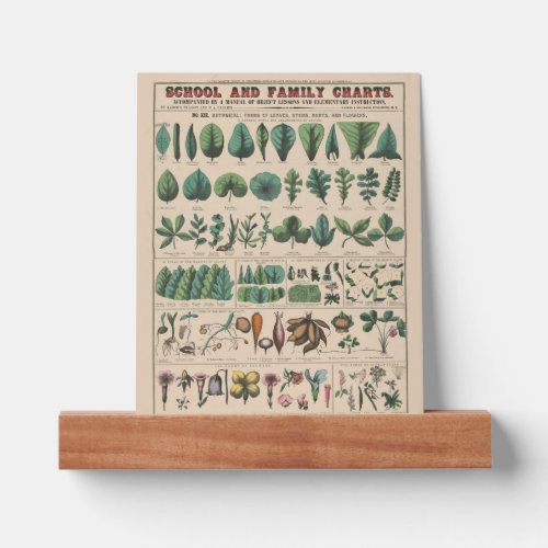 Antique Botanical School Chart Vintage Nature Picture Ledge