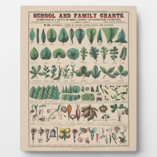 Antique Botanical School Chart Vintage Nature Plaque