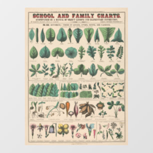 Antique Botanical School Chart Vintage Nature Wall Decal