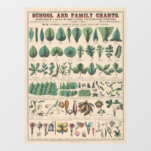 Antique Botanical School Chart Vintage Nature Window Cling