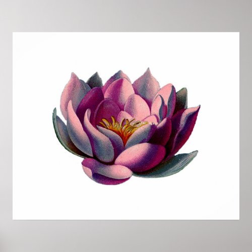 Antique Botanicals Pink Water Lily Lotus Poster