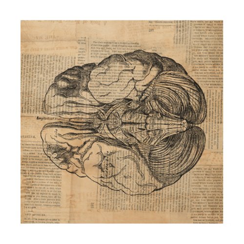 Antique Brain Diagram Old Fashioned Art