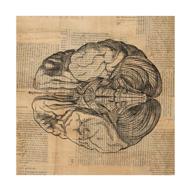 Antique Brain Diagram Old Fashioned Art (Front)