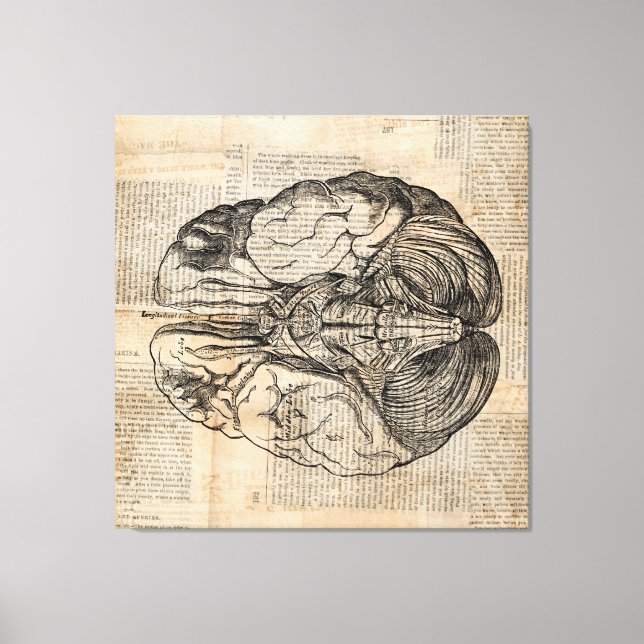 Antique Brain Diagram Old Fashioned Art Canvas Print (Front)