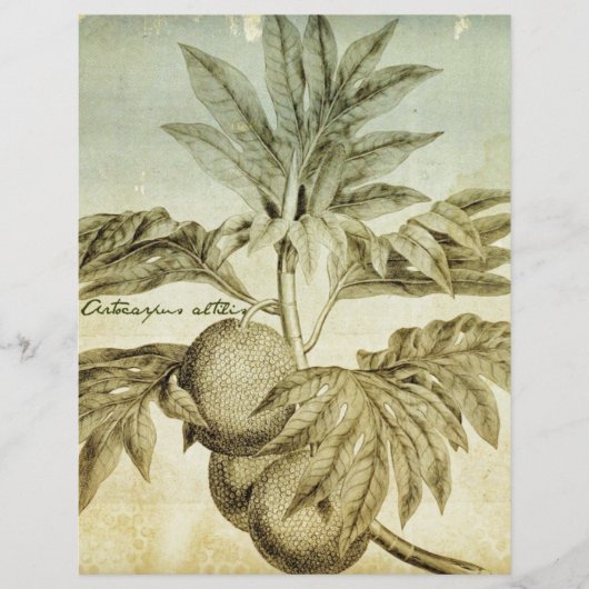 Antique Breadfruit Artocarpus Altilis (Front)
