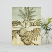Antique Breadfruit Artocarpus Altilis (Standing Front)