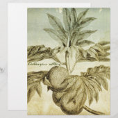 Antique Breadfruit Artocarpus Altilis (Front/Back)