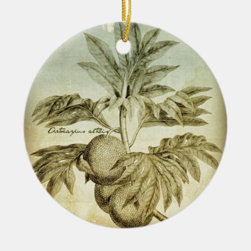 Antique Breadfruit Artocarpus Altilis Ceramic Ornament