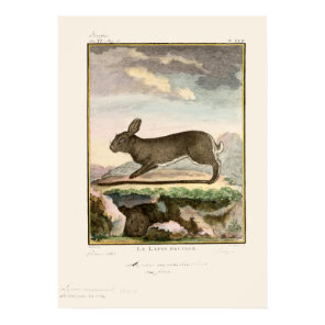 Antique Bunny Rabbit Color Etching Poster