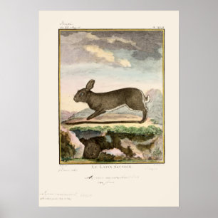 Antique Bunny Rabbit Color Etching Poster